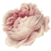 🌸 Эмодзи «Flowers Aesthetics» для Telegram