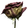 💐 Эмодзи «Flowers» для Telegram