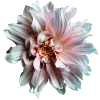 💐 Эмодзи «Flowers» для Telegram