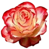 💐 Эмодзи «Flowers» для Telegram