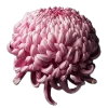 💐 Эмодзи «Flowers» для Telegram