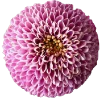 💐 Эмодзи «Flowers» для Telegram