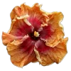 💐 Эмодзи «Flowers» для Telegram