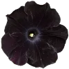 💐 Эмодзи «Flowers» для Telegram