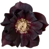 💐 Эмодзи «Flowers» для Telegram