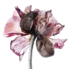 💐 Эмодзи «Flowers» для Telegram