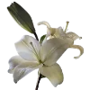 💐 Эмодзи «Flowers» для Telegram