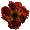 💐 Эмодзи «Flowers» для Telegram