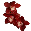 💐 Эмодзи «Flowers» для Telegram