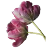 💐 Эмодзи «Flowers» для Telegram