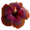 💐 Эмодзи «Flowers» для Telegram