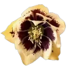 💐 Эмодзи «Flowers» для Telegram