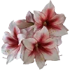 💐 Эмодзи «Flowers» для Telegram