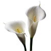 💐 Эмодзи «Flowers» для Telegram