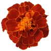 💐 Эмодзи «Flowers» для Telegram