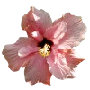 💐 Эмодзи «Flowers» для Telegram