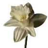 💐 Эмодзи «Flowers» для Telegram