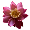 💐 Эмодзи «Flowers» для Telegram