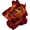 💐 Эмодзи «Flowers» для Telegram