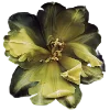 💐 Эмодзи «Flowers» для Telegram