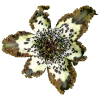 💐 Эмодзи «Flowers» для Telegram