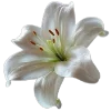 💐 Эмодзи «Flowers» для Telegram