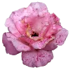 💐 Эмодзи «Flowers» для Telegram