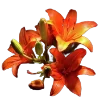 💐 Эмодзи «Flowers» для Telegram