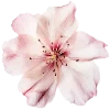 💐 Эмодзи «Flowers» для Telegram