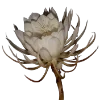 💐 Эмодзи «Flowers» для Telegram