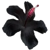 💐 Эмодзи «Flowers» для Telegram
