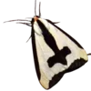 🦋 Эмодзи «Moths» для Telegram