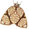 🦋 Эмодзи «Moths» для Telegram