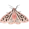 🦋 Эмодзи «Moths» для Telegram
