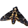 🦋 Эмодзи «Moths» для Telegram
