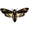 🦋 Эмодзи «Moths» для Telegram