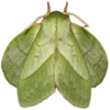🦋 Эмодзи «Moths» для Telegram