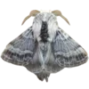 🦋 Эмодзи «Moths» для Telegram