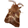 🦋 Эмодзи «Moths» для Telegram