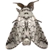🦋 Эмодзи «Moths» для Telegram