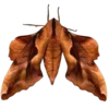 🦋 Эмодзи «Moths» для Telegram
