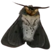 🦋 Эмодзи «Moths» для Telegram