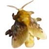 🦋 Эмодзи «Moths» для Telegram