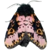 🦋 Эмодзи «Moths» для Telegram