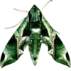🦋 Эмодзи «Moths» для Telegram