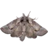 🦋 Эмодзи «Moths» для Telegram