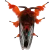 🦋 Эмодзи «Moths» для Telegram