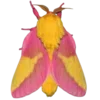 🦋 Эмодзи «Moths» для Telegram