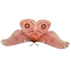 🦋 Эмодзи «Moths» для Telegram