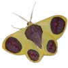 🦋 Эмодзи «Moths» для Telegram
